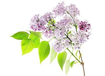 《泰拉瑞亚》将推出新优化更新 开发者渴望开发新作